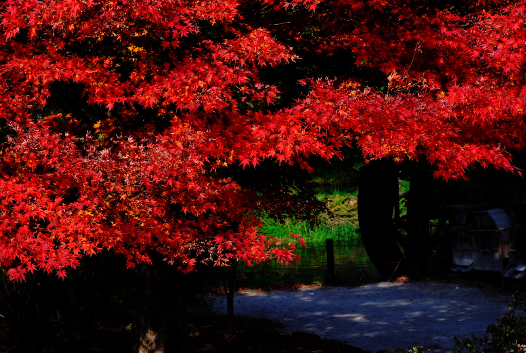 安曇野の紅