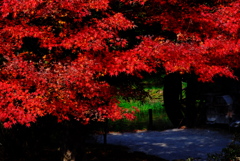 安曇野の紅