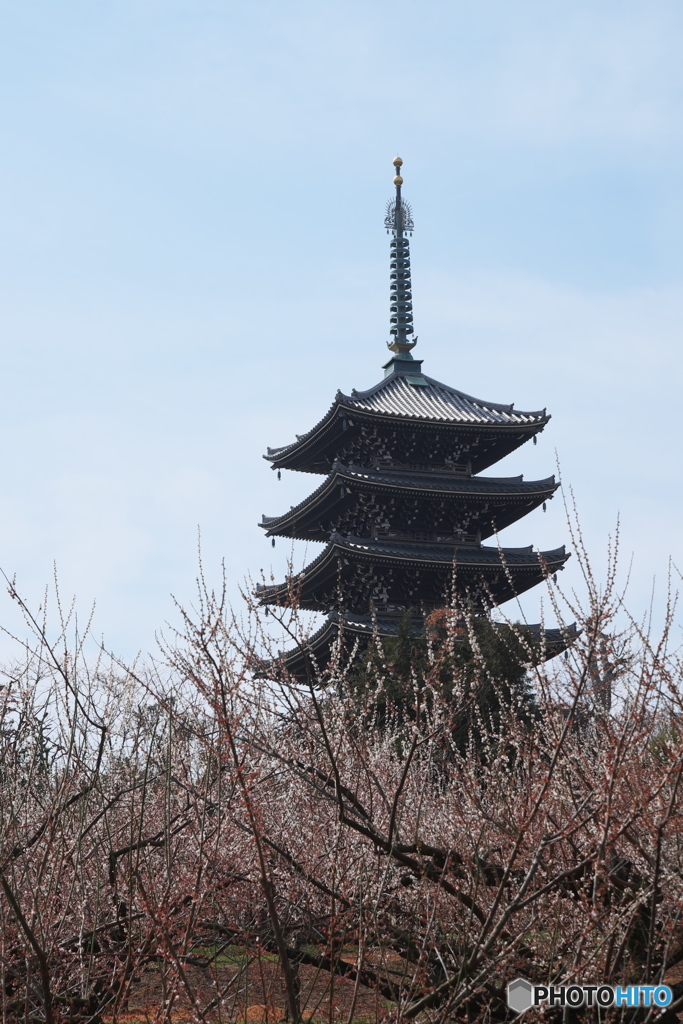 梅林と五重塔
