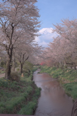 富嶽よ永遠に～桜と川と