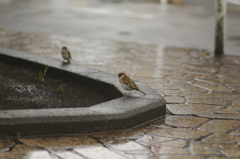 雨の日はしょうがない