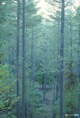 林道ひとり歩き～朝の針葉樹の森