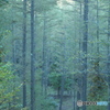 林道ひとり歩き～朝の針葉樹の森