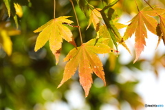 朝の紅葉②