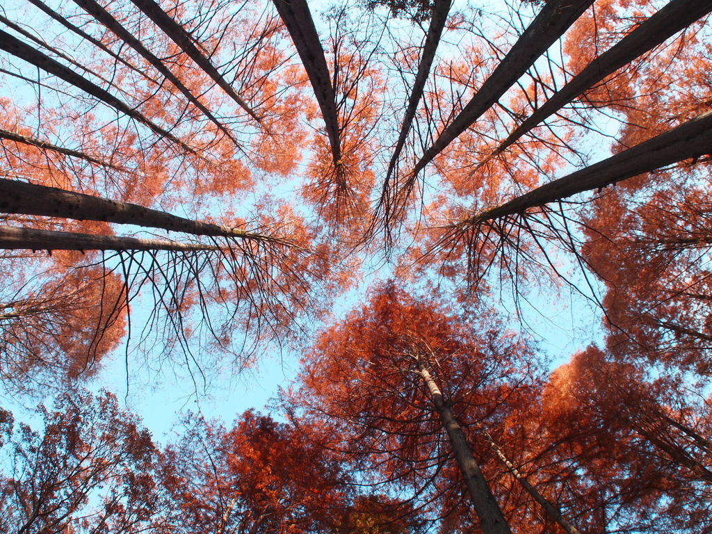 紅葉集う
