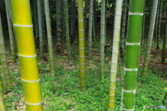竹も色色