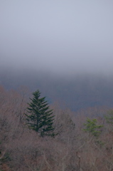 袋田の朝靄