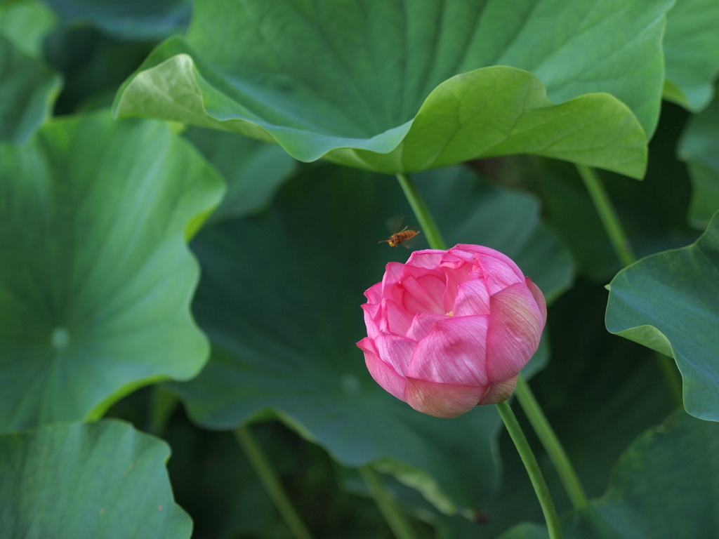 蓮に蜂