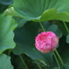 蓮に蜂