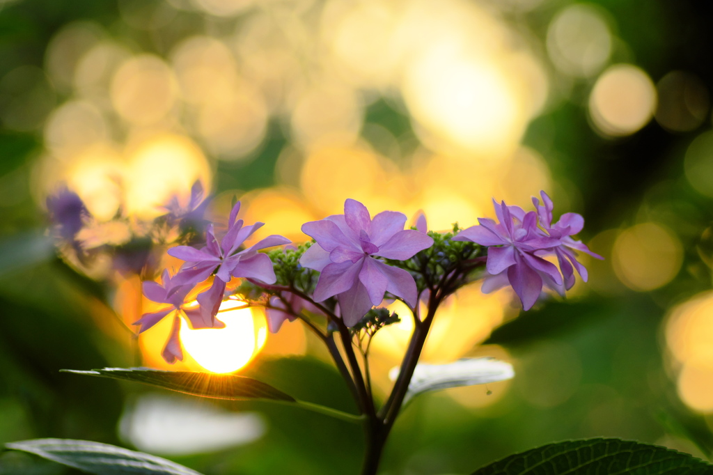 夕陽と紫陽花