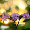 夕陽と紫陽花