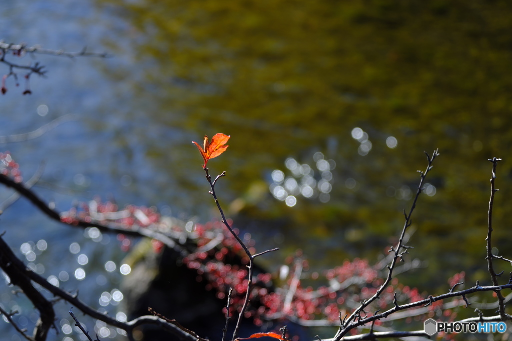 紅葉を求めて①