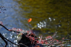 紅葉を求めて①