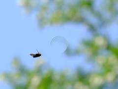 時空の渦へクマンバチ