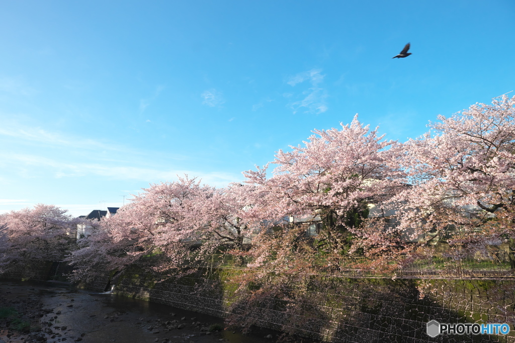 朝に飛翔
