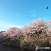 朝に飛翔