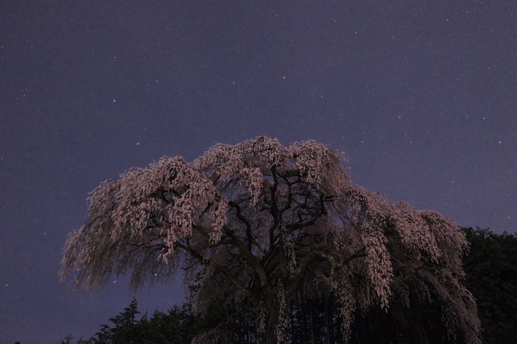 里山の枝垂れ桜２