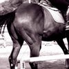 躍動の馬体