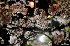 夜桜２０１８③