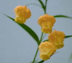 梅雨に咲く