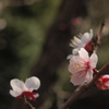 民家園にて