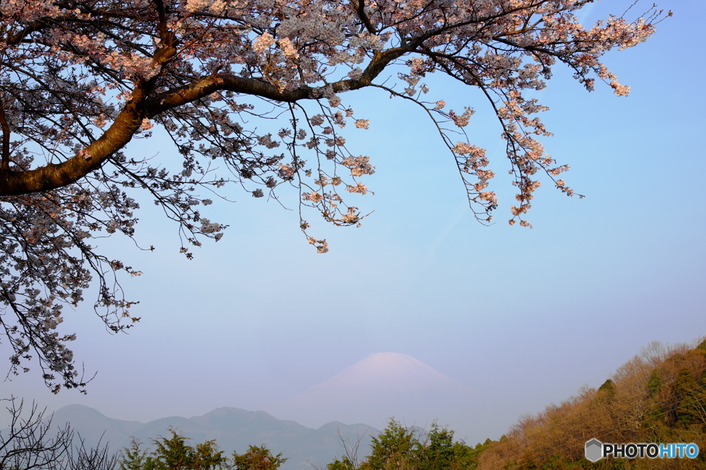 富嶽よ永遠に～朝日にあたった桜と