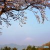 富嶽よ永遠に～朝日にあたった桜と