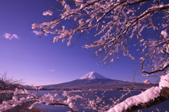 富嶽よ永遠に～雪桜２