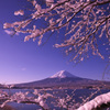 富嶽よ永遠に～雪桜２