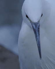 コサギ鳩の如く