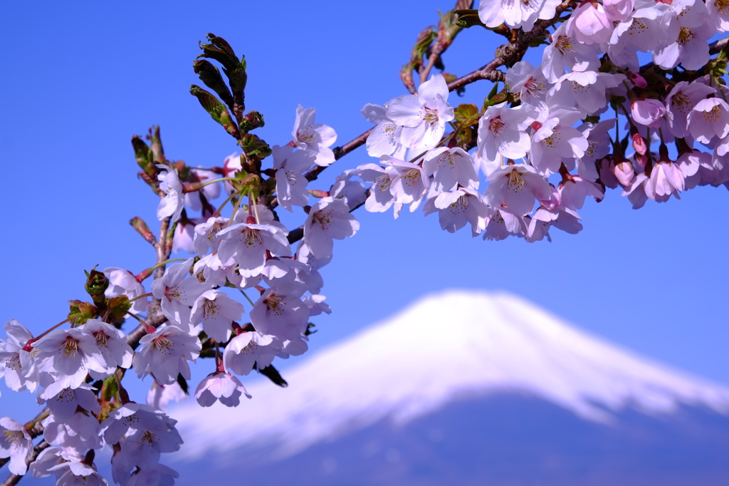 高嶺の桜