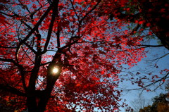 輝く紅葉～生田の森