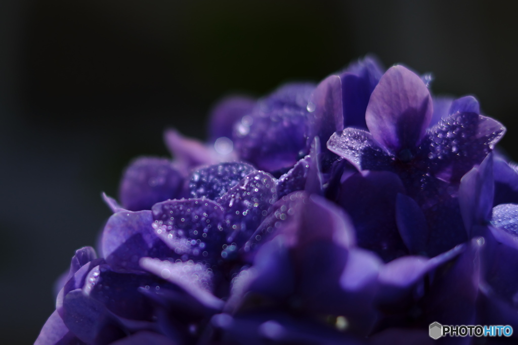 ジュエリーショップ紫陽花⑤