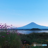 富嶽よ永遠に～コスモス夕景