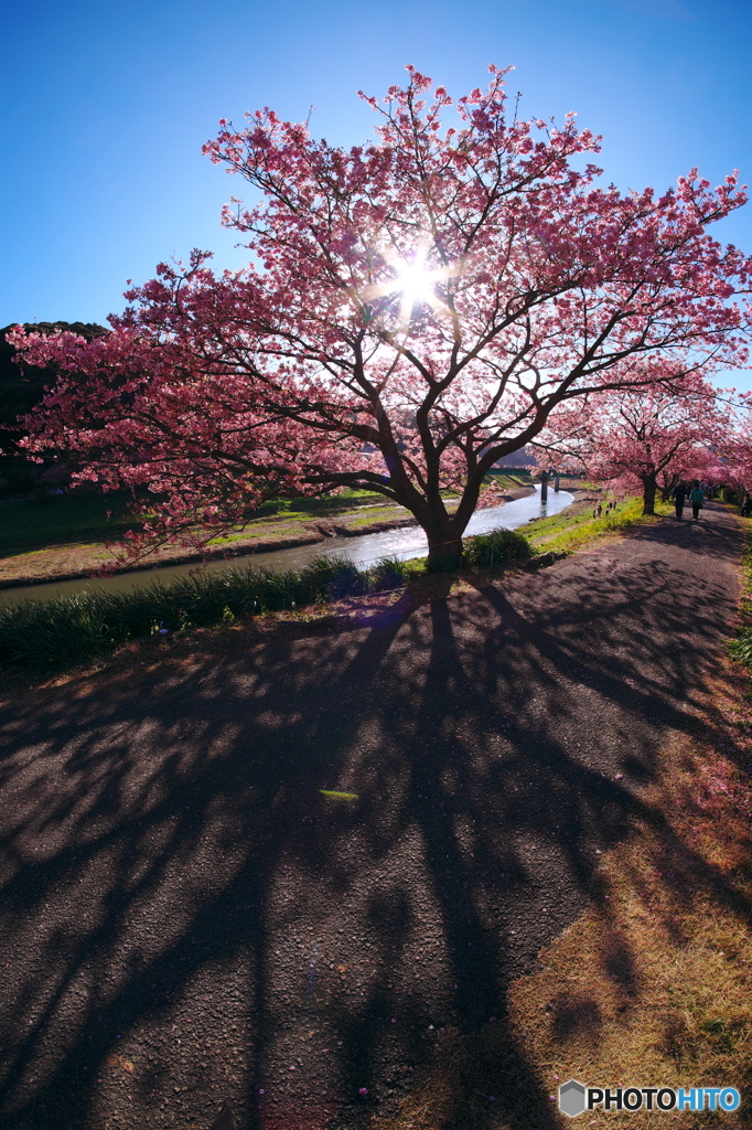 河津の陽
