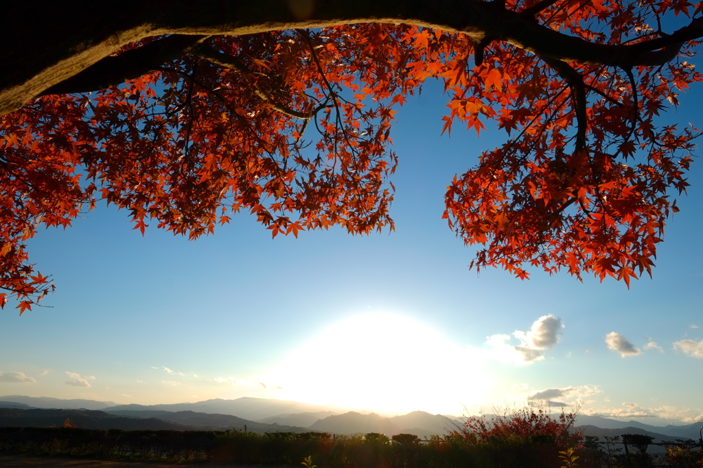 夕日に萠える紅