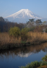 富嶽よ永遠に～忍野の春