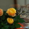シルビと薔薇