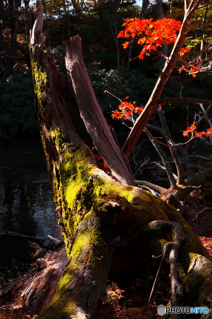 湖畔紅葉巡り⑥