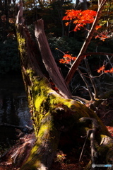 湖畔紅葉巡り⑥