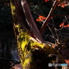湖畔紅葉巡り⑥