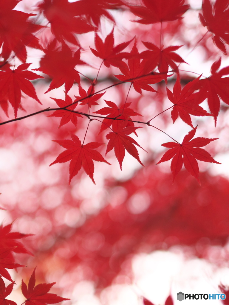 我が街の紅Ⅰ