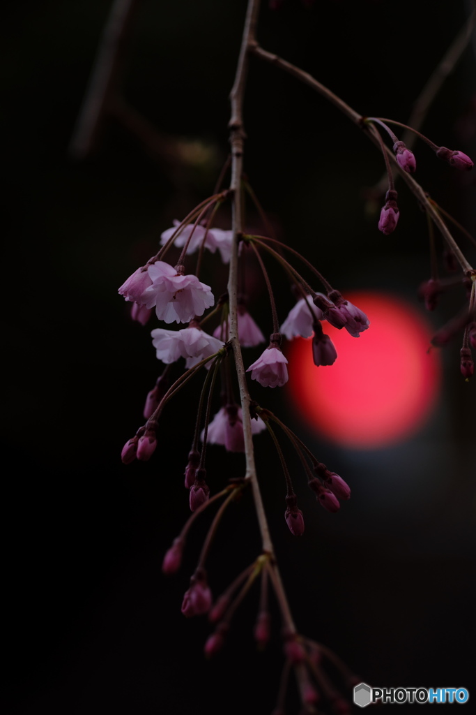 枝垂桜の夕べ