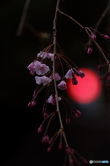 枝垂桜の夕べ