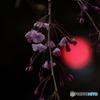 枝垂桜の夕べ