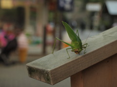 黄門さま、御免なさい