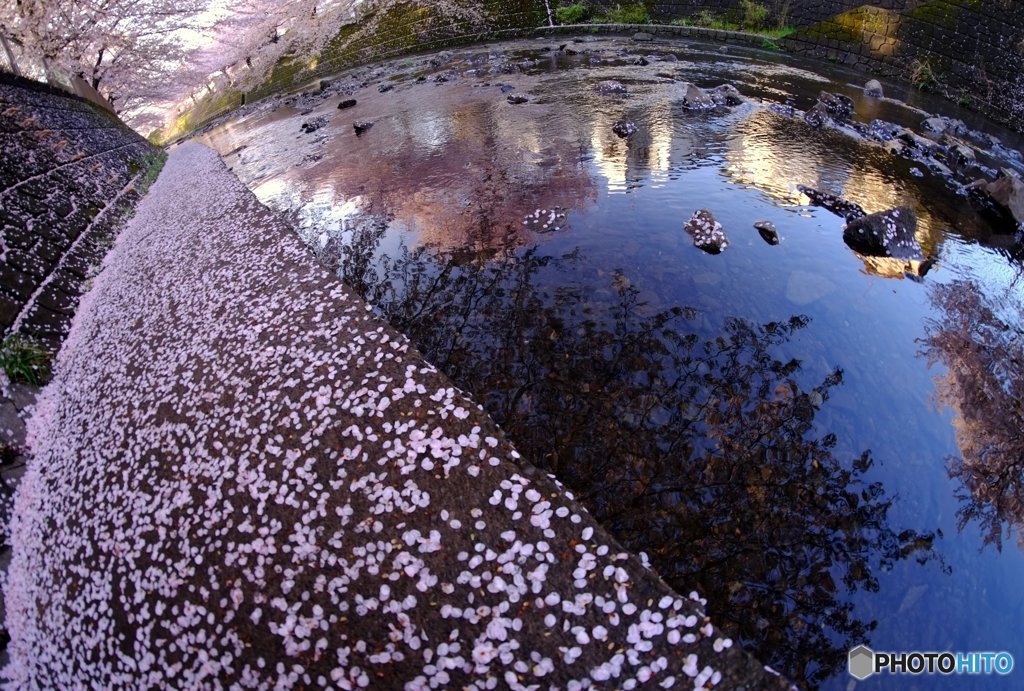 春の雨後なのに