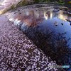 春の雨後なのに