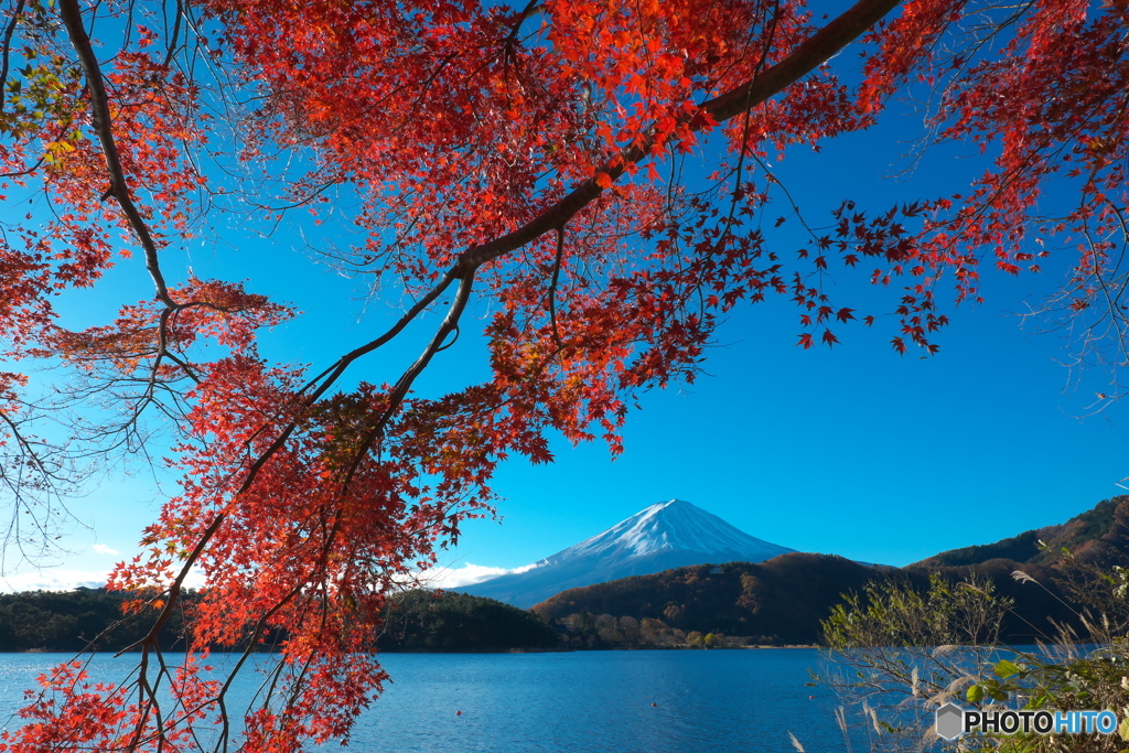 富嶽よ永遠に～枝垂れ紅