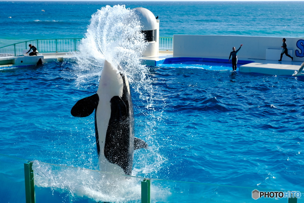 シャチの噴水